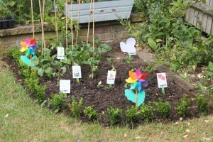 grow-your-own-vegetables-1024x682