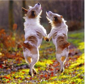 dancing-dogs-jpg-jpeg